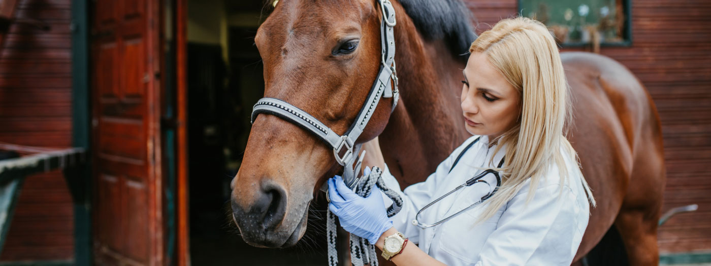 equine vet and horse