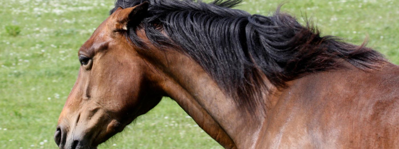 Bay horse with ears back