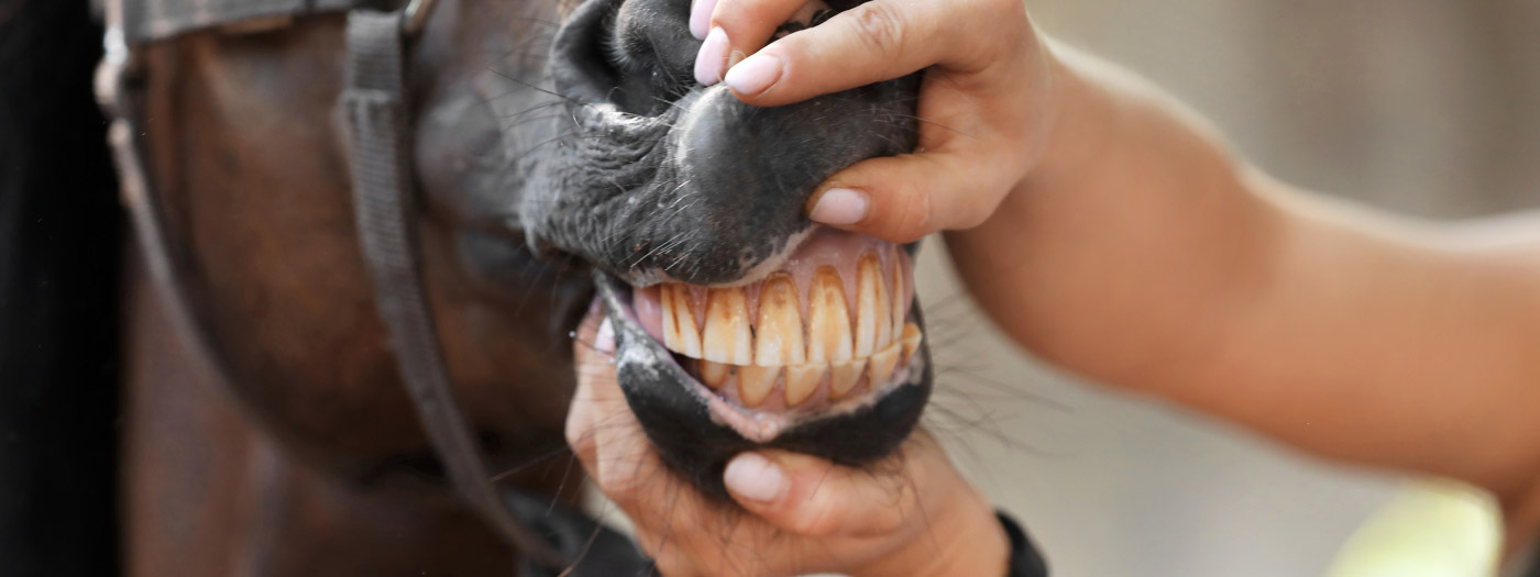 horse teeth