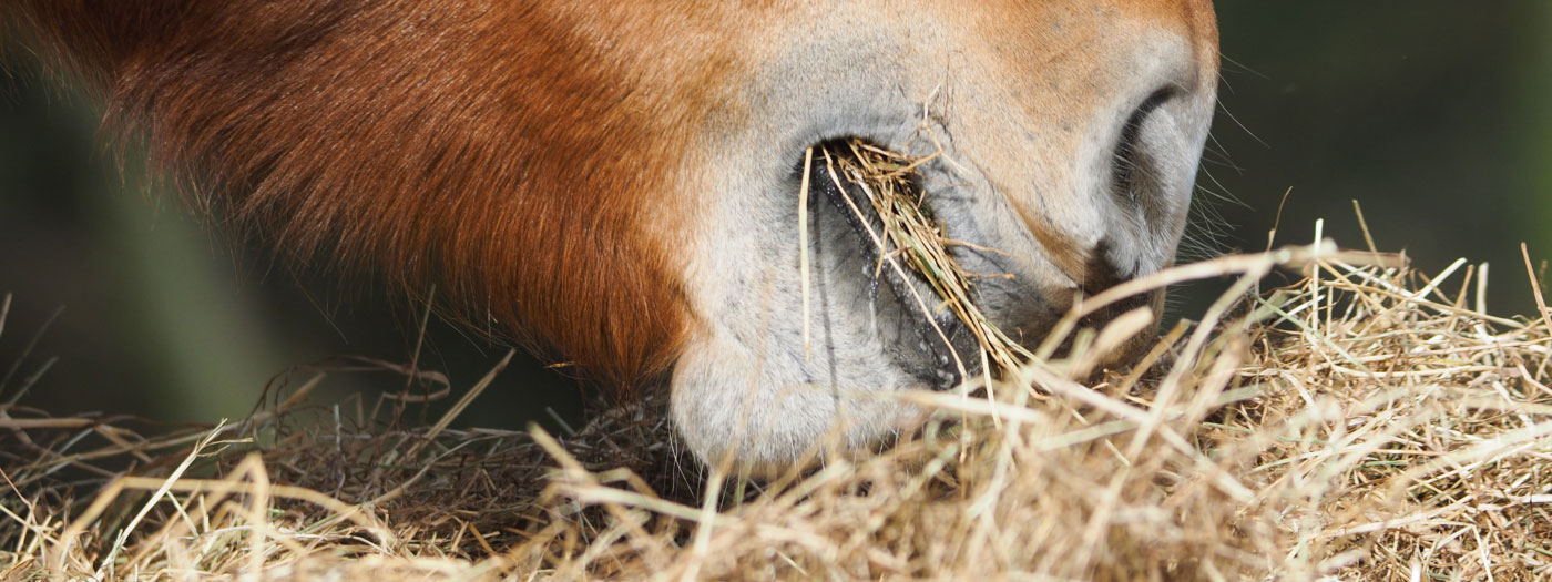 horse muzzle eating hay
