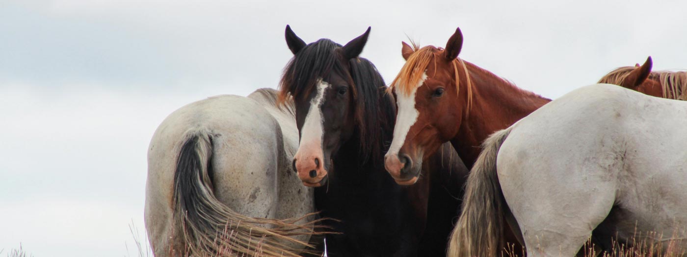 small horse herd