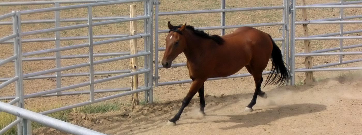 horse training in pen