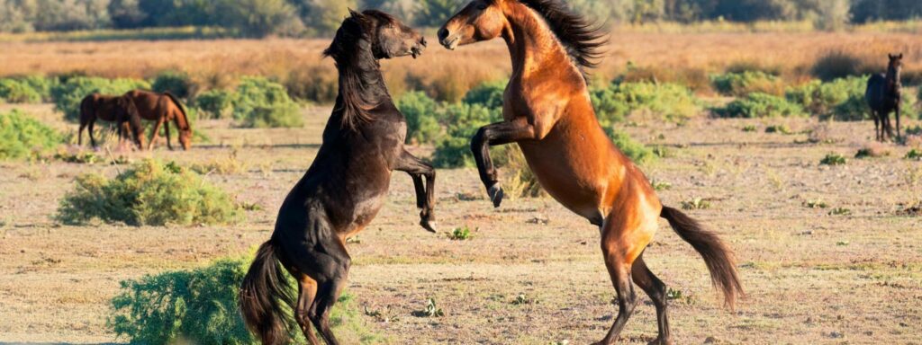two feral horses fighting