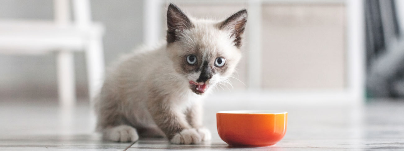 white kitten eating food