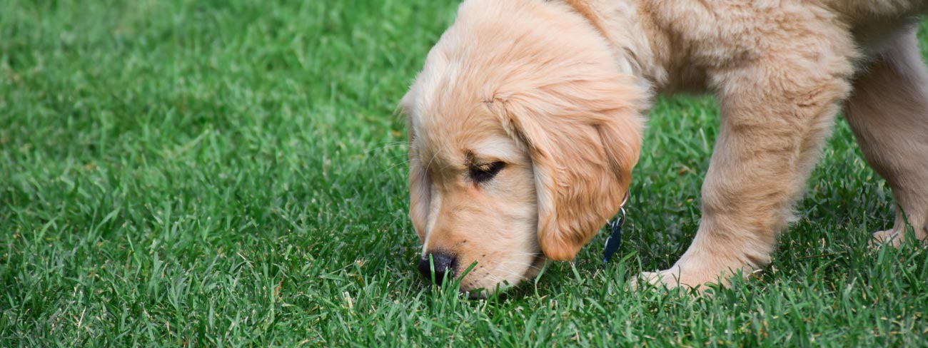 labrador puppy sniffing grass