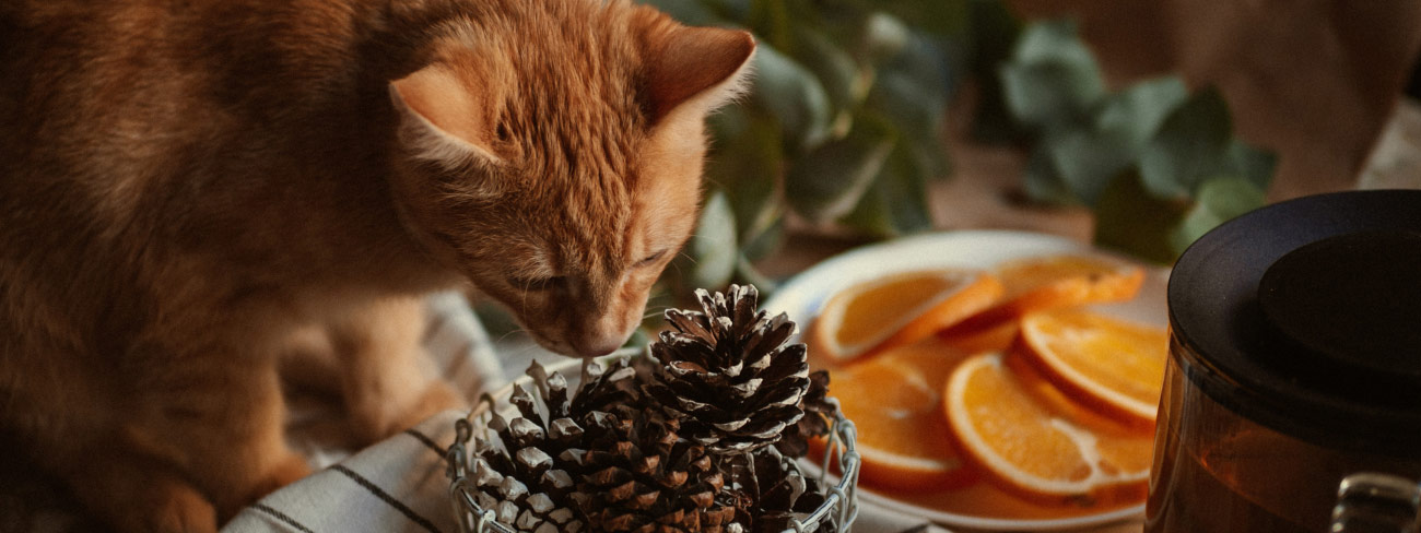 cat sniffing pine cone