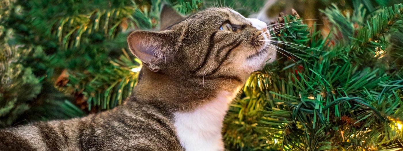 cat smelling christmas tree
