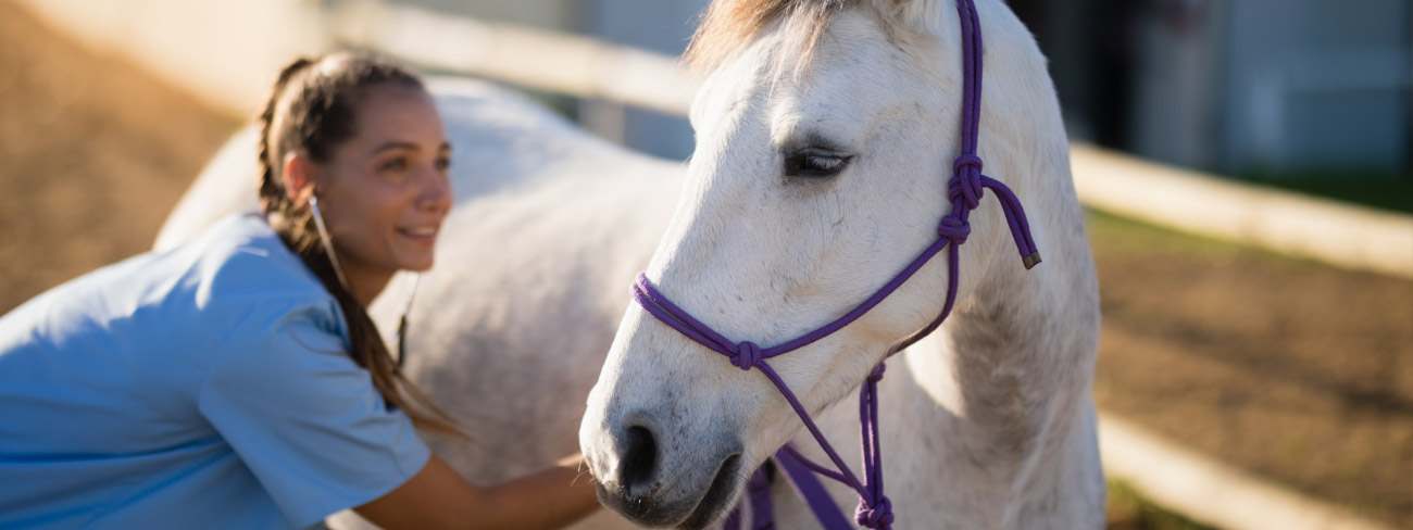 vet with white horse