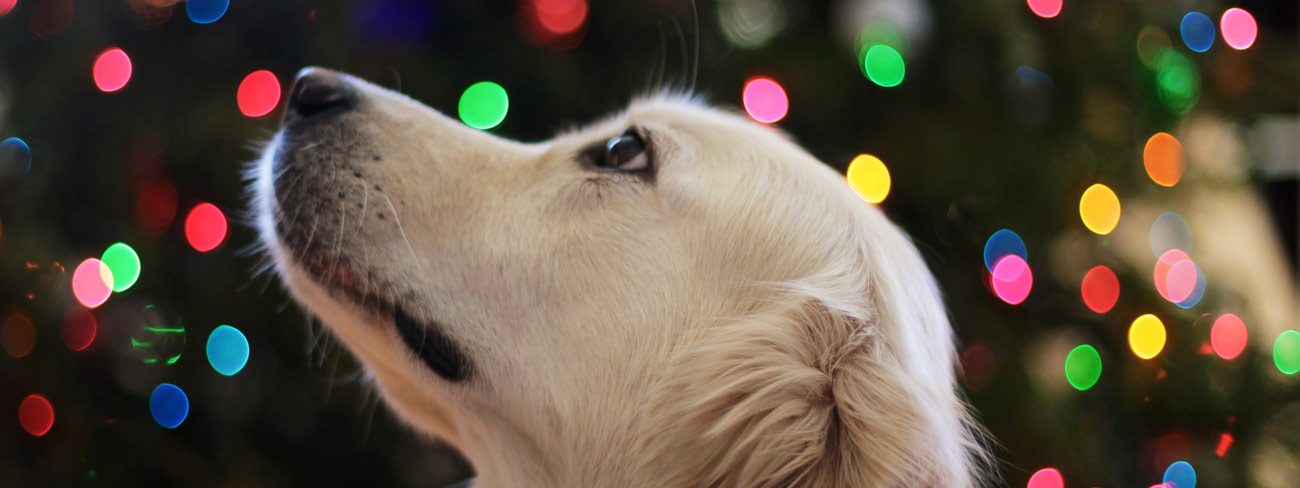 labrador dog infront of christmas tree lights