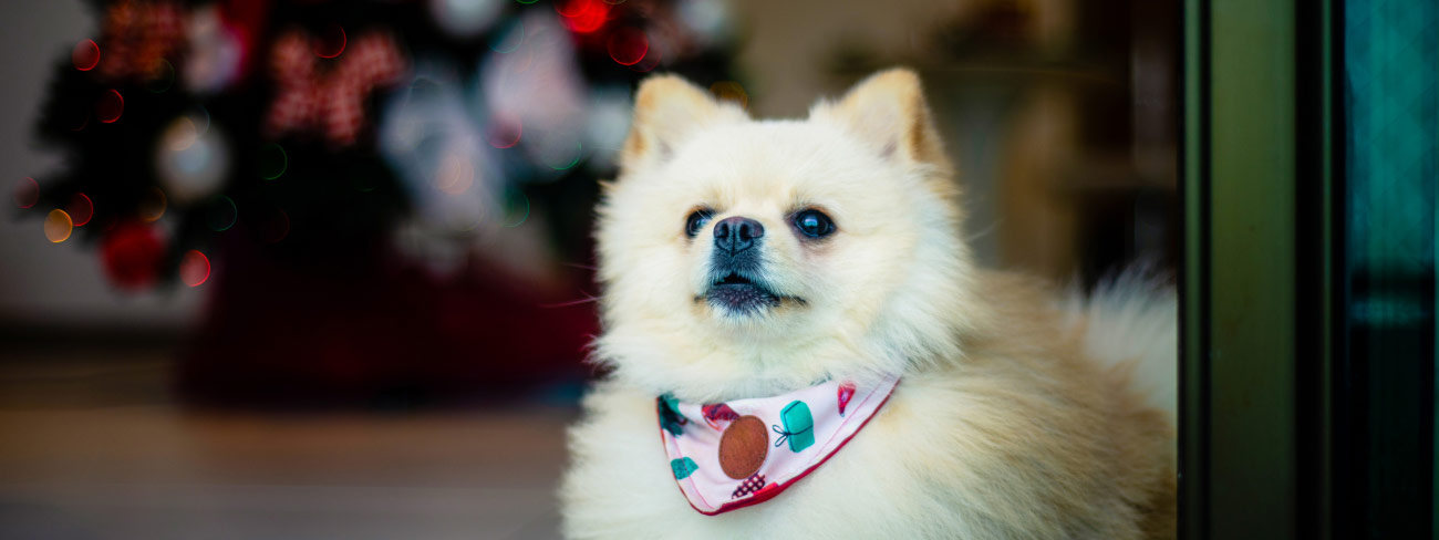 pomeranian dog christmas