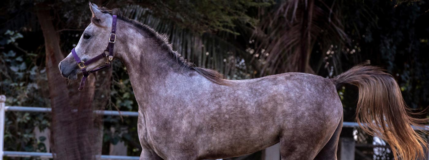 arab grey horse