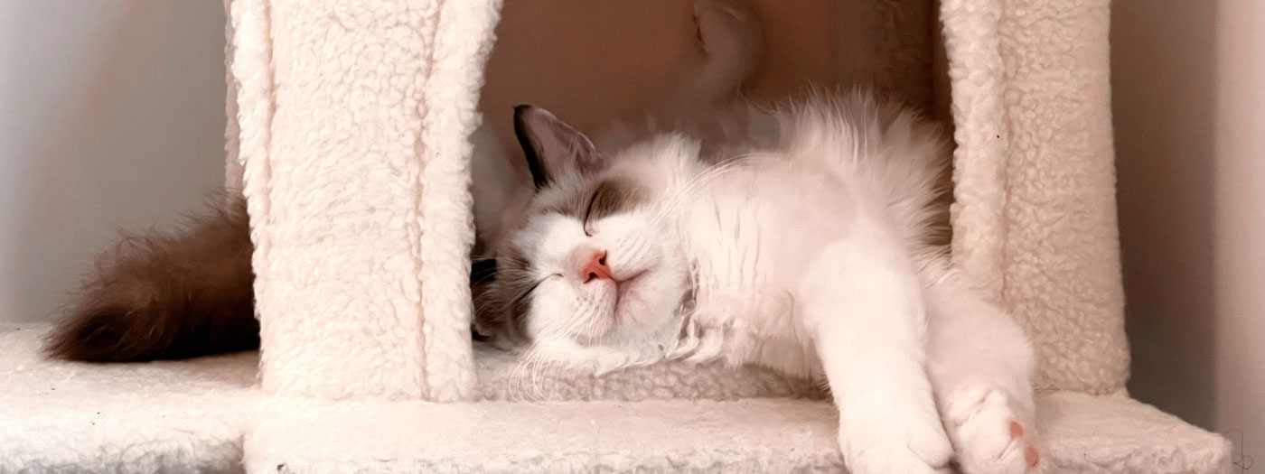 white and grey cat sleepimg in cat castle