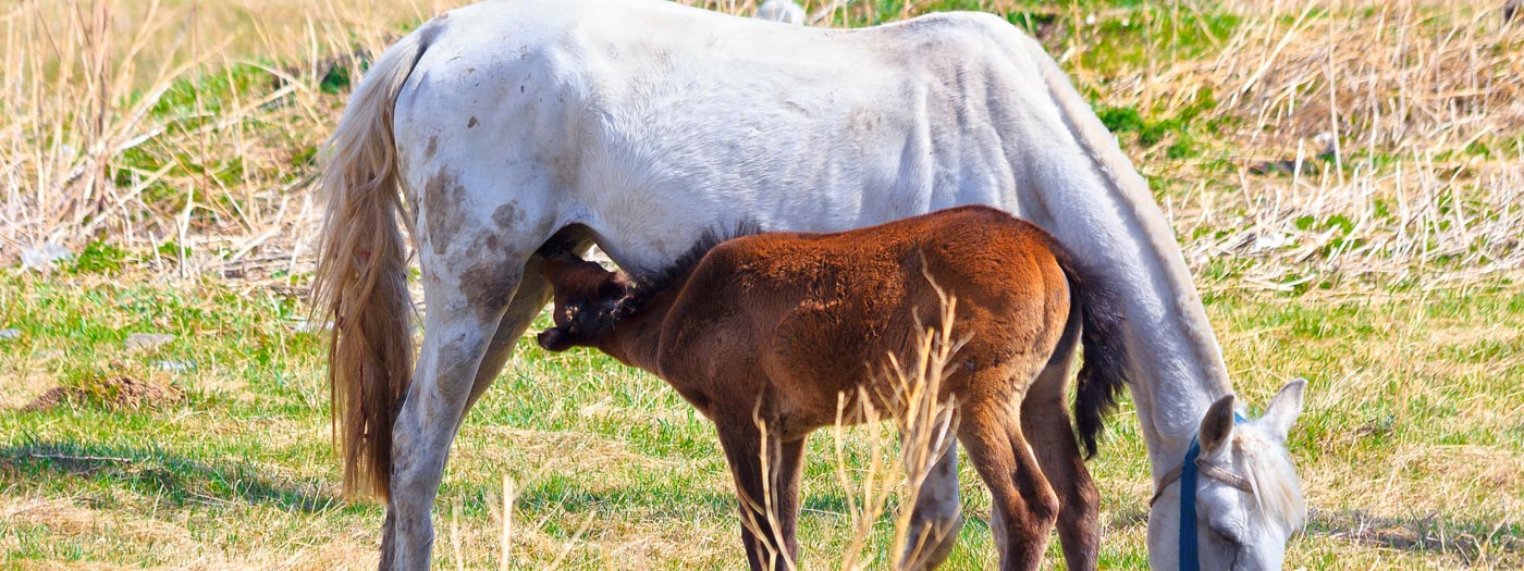 mare feeding baby