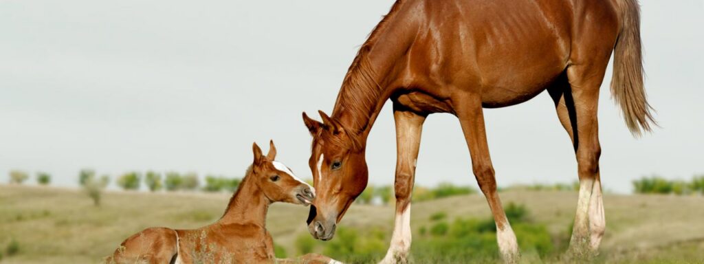 chestnut mare and foal