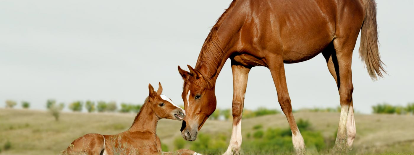 chestnut mare and foal