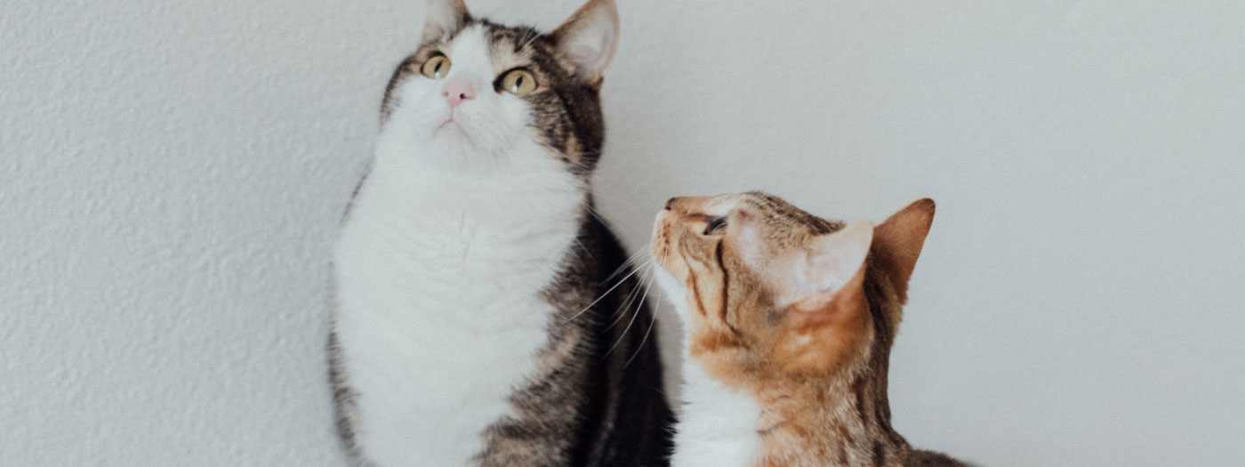 two cats looking up