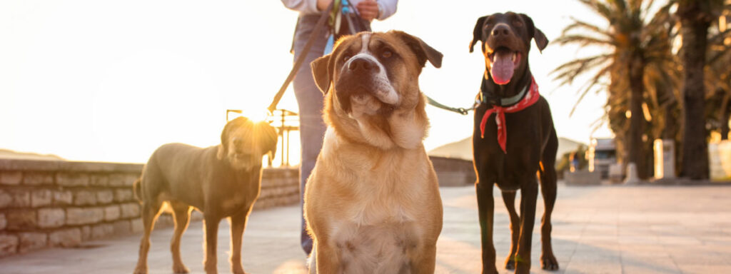 3 dogs on a walk