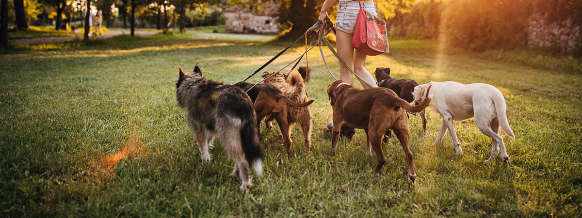Dogs in park on lead