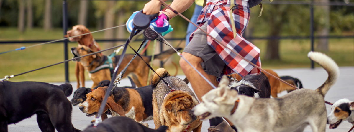Group of dogs on walk