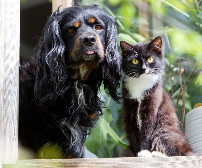 tuxedo cat and small dog