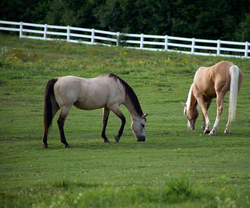 horses in field