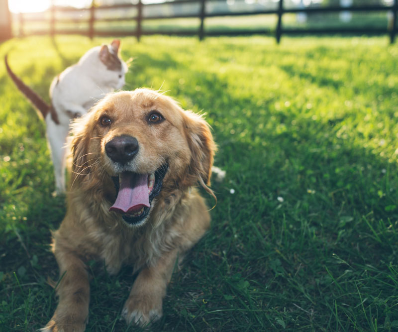 Labrador dog and cat