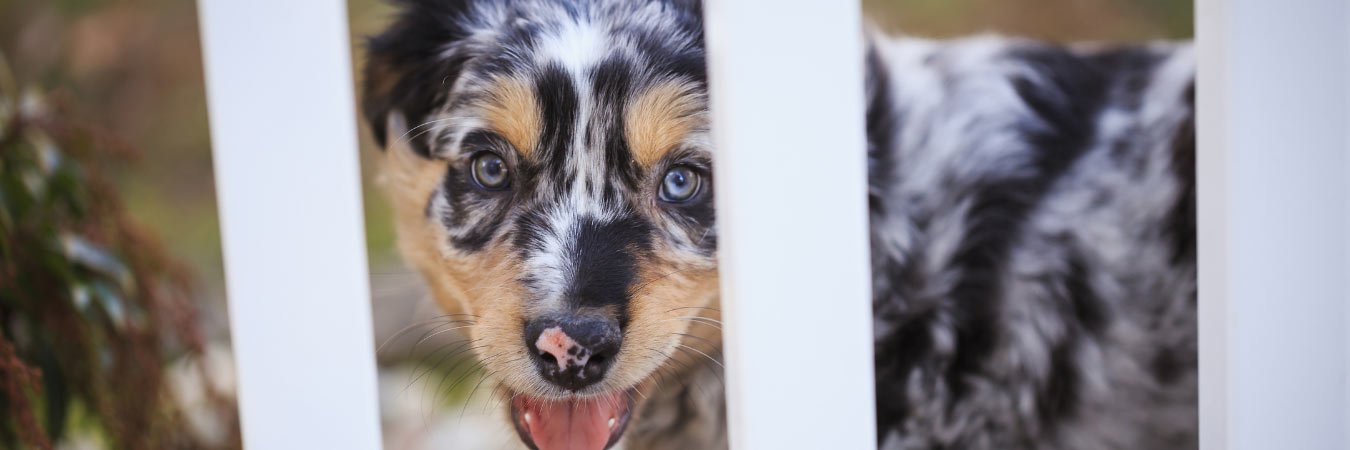 Australian Shephard puppy
