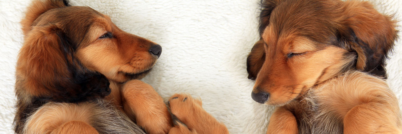 daschund puppies sleeping