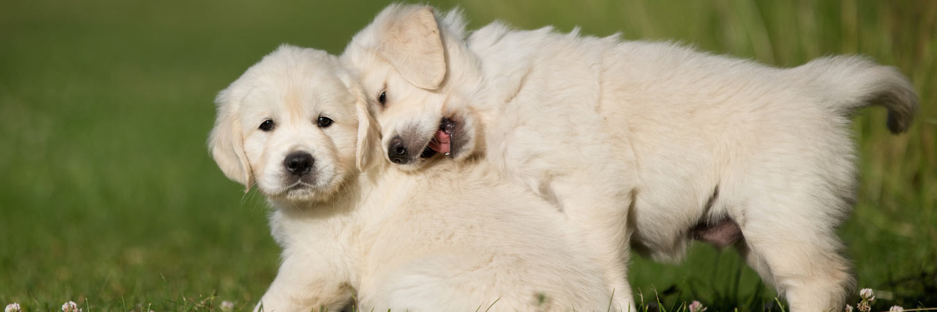 Labrador siblings