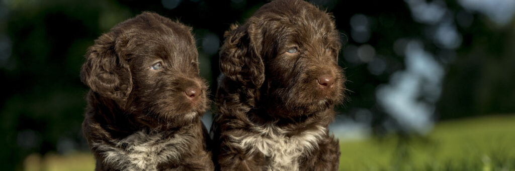 Cocker Spaniel puppies