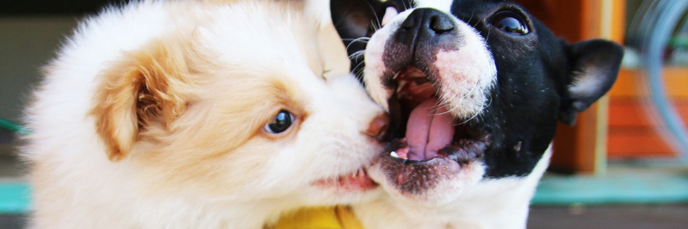 Puppies biting