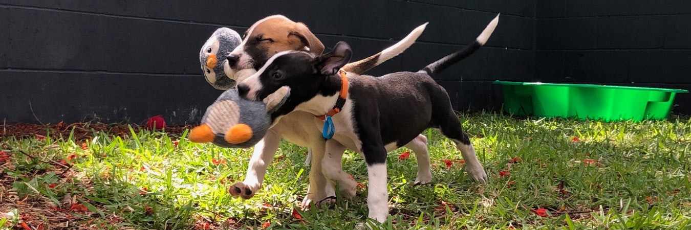 puppies playing with toy