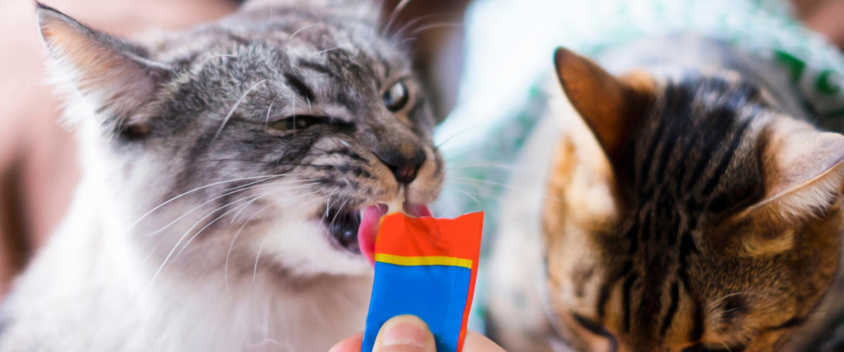 Cat eating treats