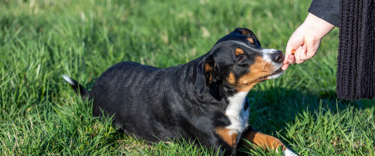 dog training with positive reinforcement