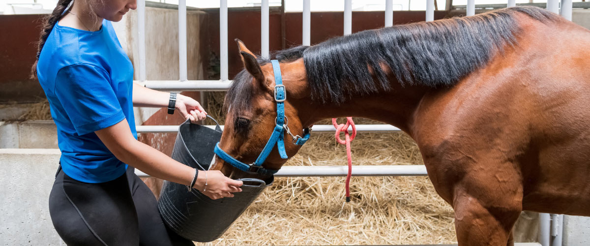Horse eating food from bucket